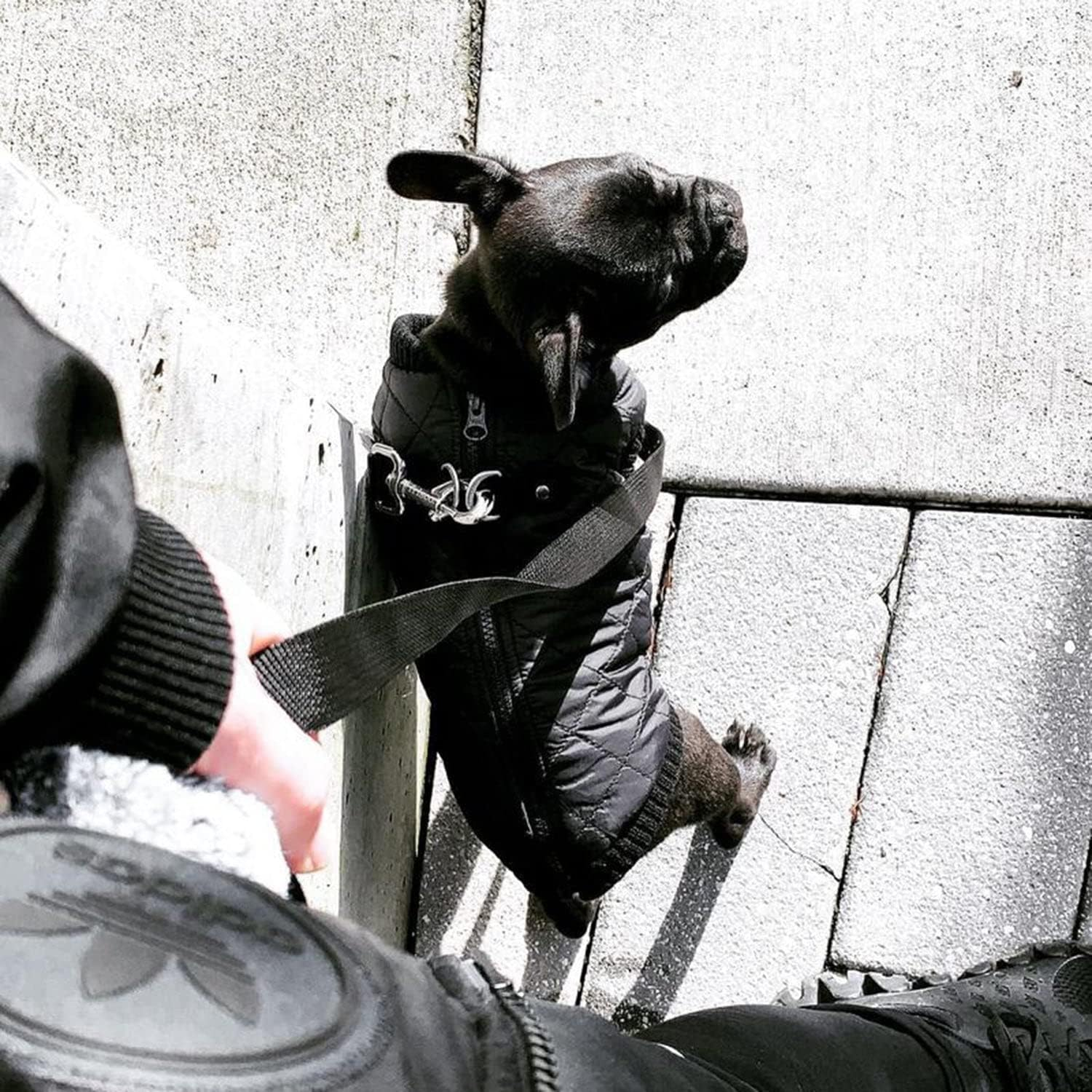 Gooby Fashion Vest Dog Jacket - Black, X-Small - Warm Zip up Bomber Vest with Dual D Ring Leash - Winter Water Resistant Small Dog Sweater image number 3