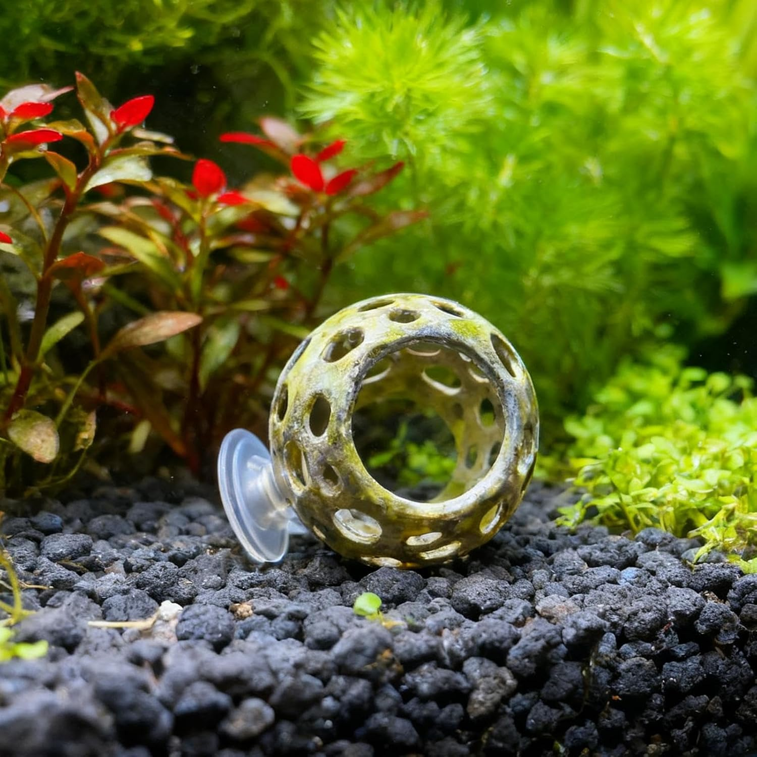 Frxib Betta Cave - Small Suction Cup Hiding Cave,Betta Shrimp Hiding Habitat Decoration | for Aquatic Pets Cichlids Home Dorm Apartment Office image number 3
