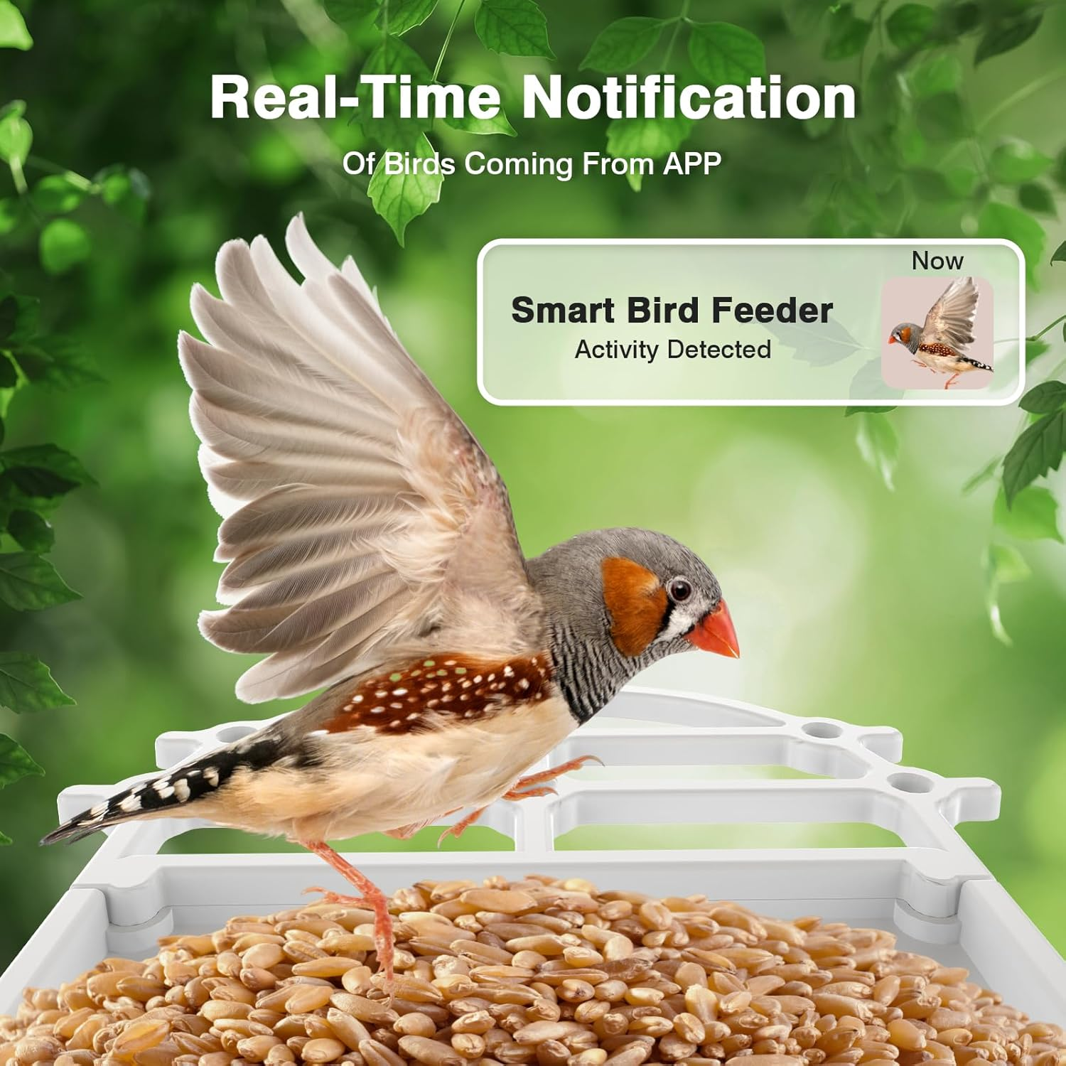Advwin Smart Bird Feeder with Camera, AI Identify Species Bird Feeders for Outdoors, Solar Powered, 2K Live Video Auto Capture, Instant Notifications image number 3