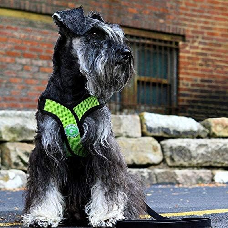 Gooby - Comfort X Step-In Harness, Choke Free Small Dog Harness with Micro Suede Trimming and Patented X Frame, Red, X-Large image number 6