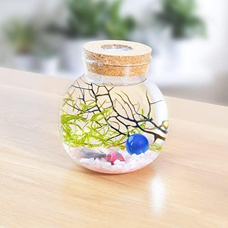 Mini Betta Fish Tank Fish Bowl Fish Tank Decor Flower Pot Hydroponic Plant Terrarium Aquarium Kit with LED Light, Crystal Stone, Java Moss (Style A)&hellip; image number 1