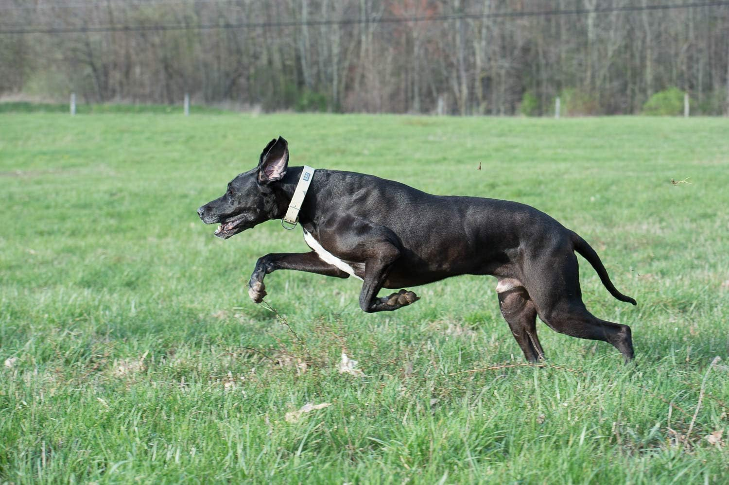 Terrain D.O.G. Weaver Leather Brahma Webb Collar image number 4