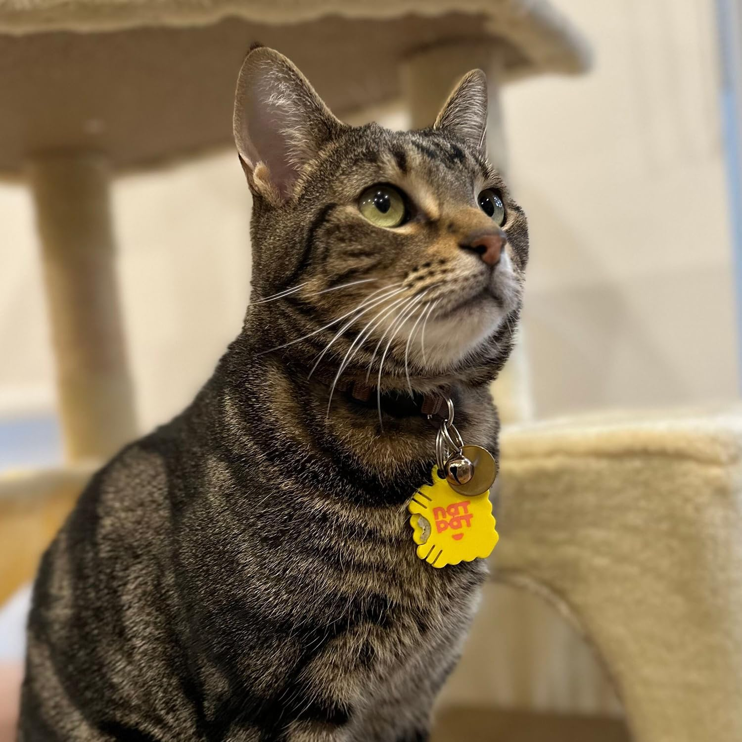 NATPAT Pet Locket &ndash; Holistic Pet Care Locket for Pet Zen Stickers & Trailpatch Tick Patches &ndash; Safe, Durable, and Non-Toxic image number 5