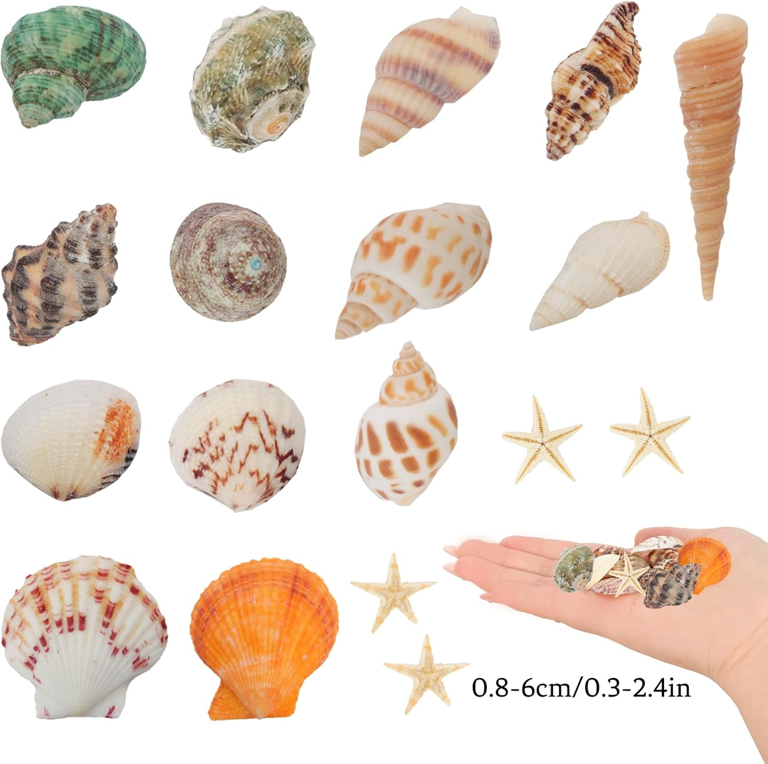 110+ Pcs Mixed Sea Shells Beach Seashells Starfish for Crafts Natural Various Sizes Ocean Conch Starfish Shells for DIY Home Fish Tank Vase Fillers Decorations Decorating Beach Theme Party