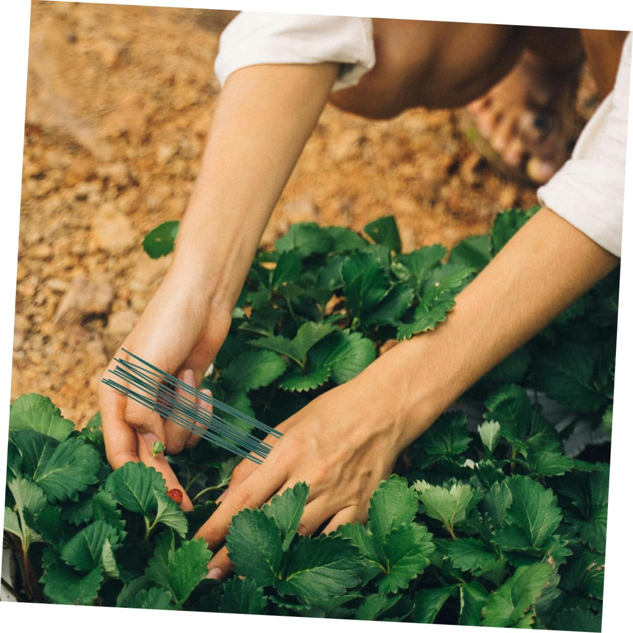 MOBUTOFU Garden Plant Twisted Ties 1000Pcs Binding Iron Wire Garden Tie for Tomato Raspberry Vine Stems 0.55Mm Diameter Plastic Coated Green Wire Straps for Outdoor Plant Support image number 5