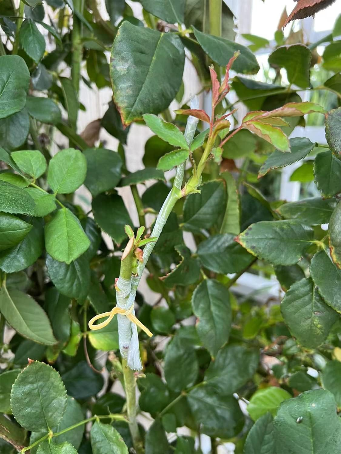 HAINABC Grafting Tape 2 PCS, Stretchable Garden Grafting Tape Plants Repair Tapes for Floral Fruit Tree and Poly Budding Tape - Green & White image number 1