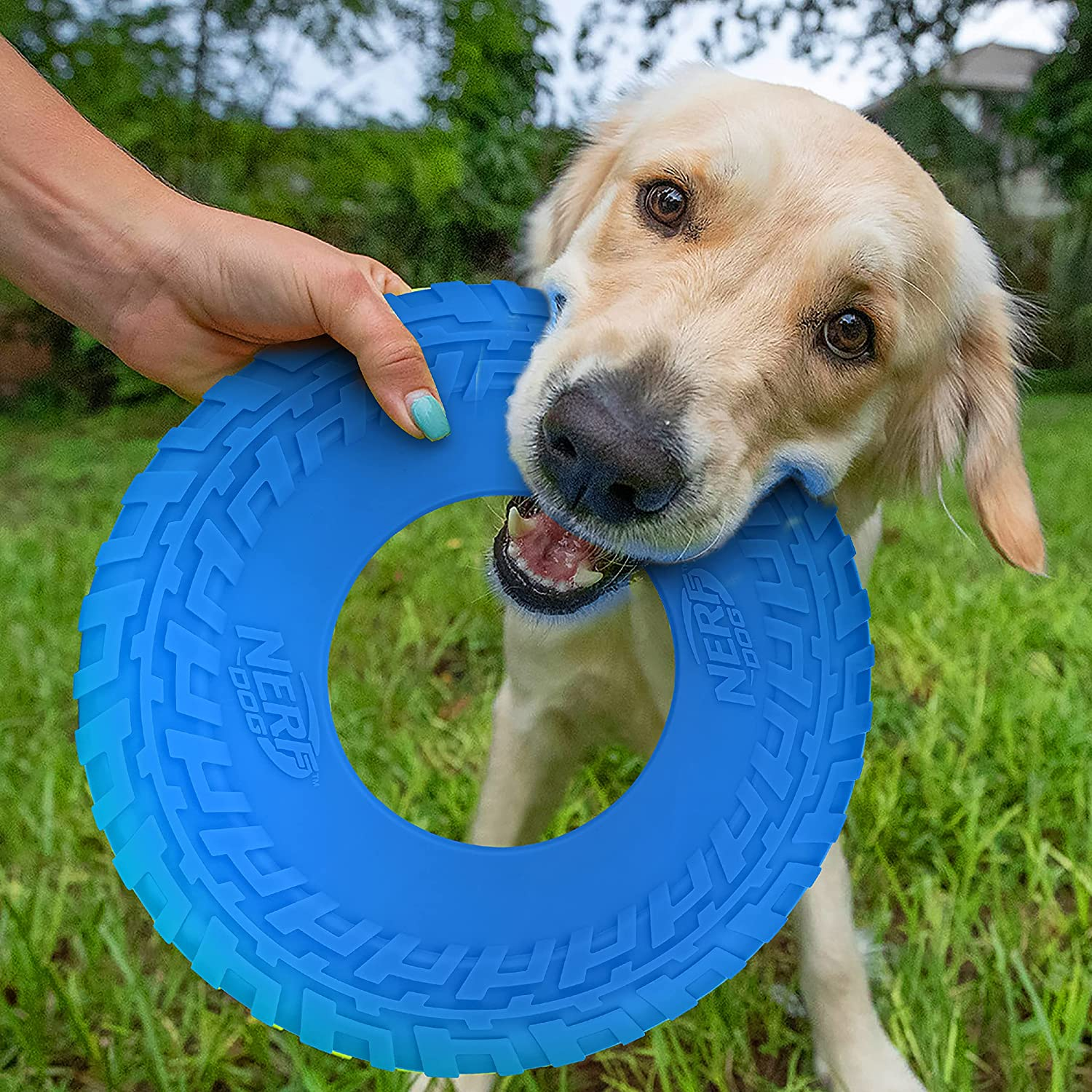 Nerf Dog 10In Tire Flyer: Blue, Dog Toy image number 2