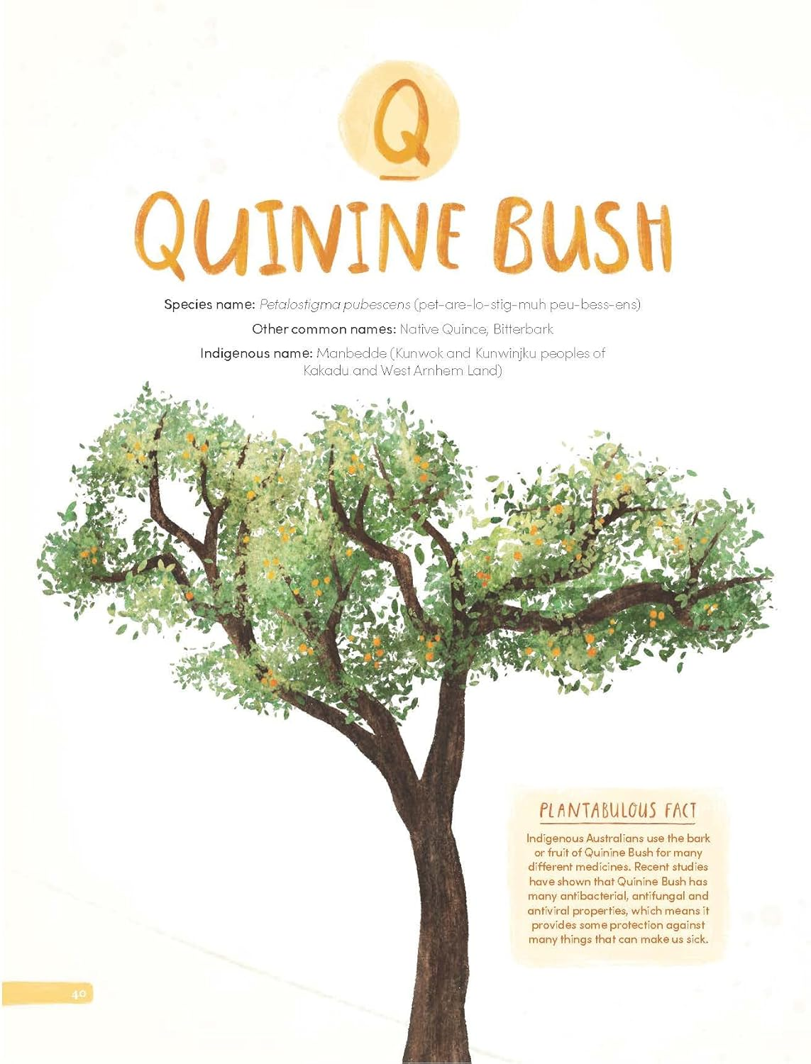 Plantabulous!: More a to Z of Australian Plants image number 3