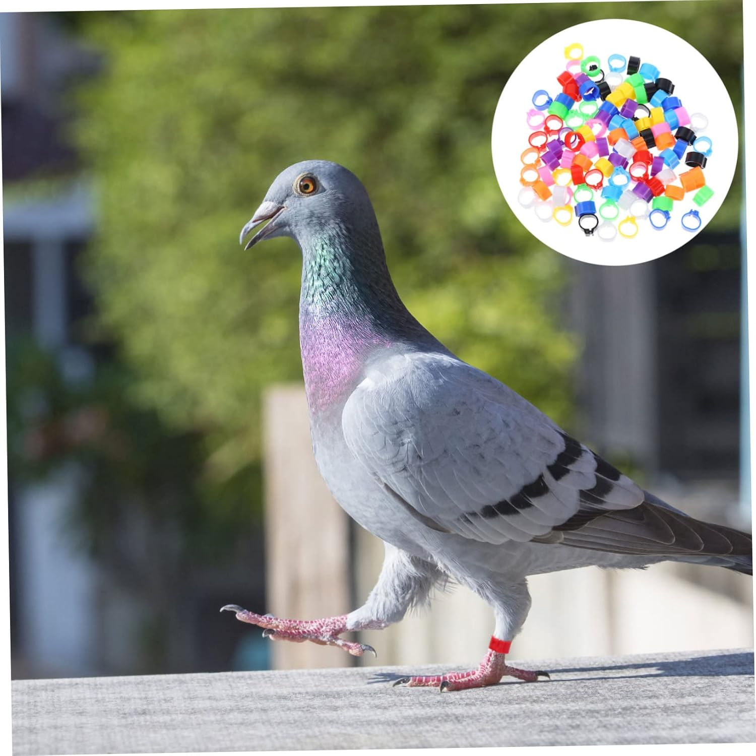 OATIPHO 100Pcs Pigeon Identification Leg Rings Foot Bands for Pigeons Parrots Cockatiels More Easy Bird Marking and Management image number 6