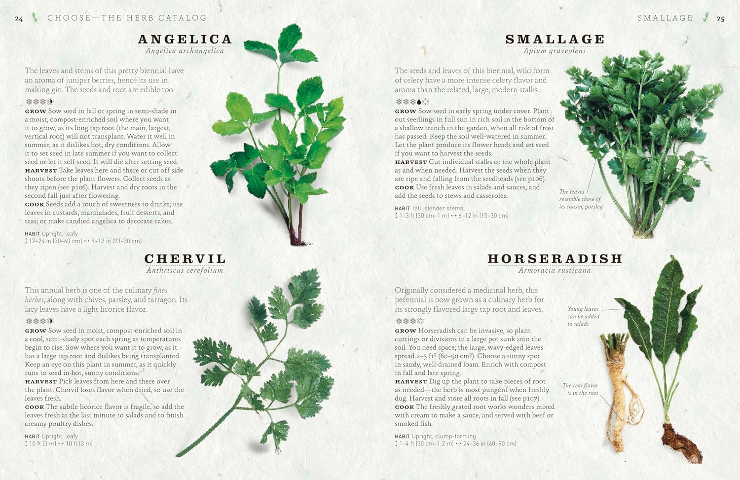 The Cook'S Herb Garden: Grow, Harvest, Cook image number 5