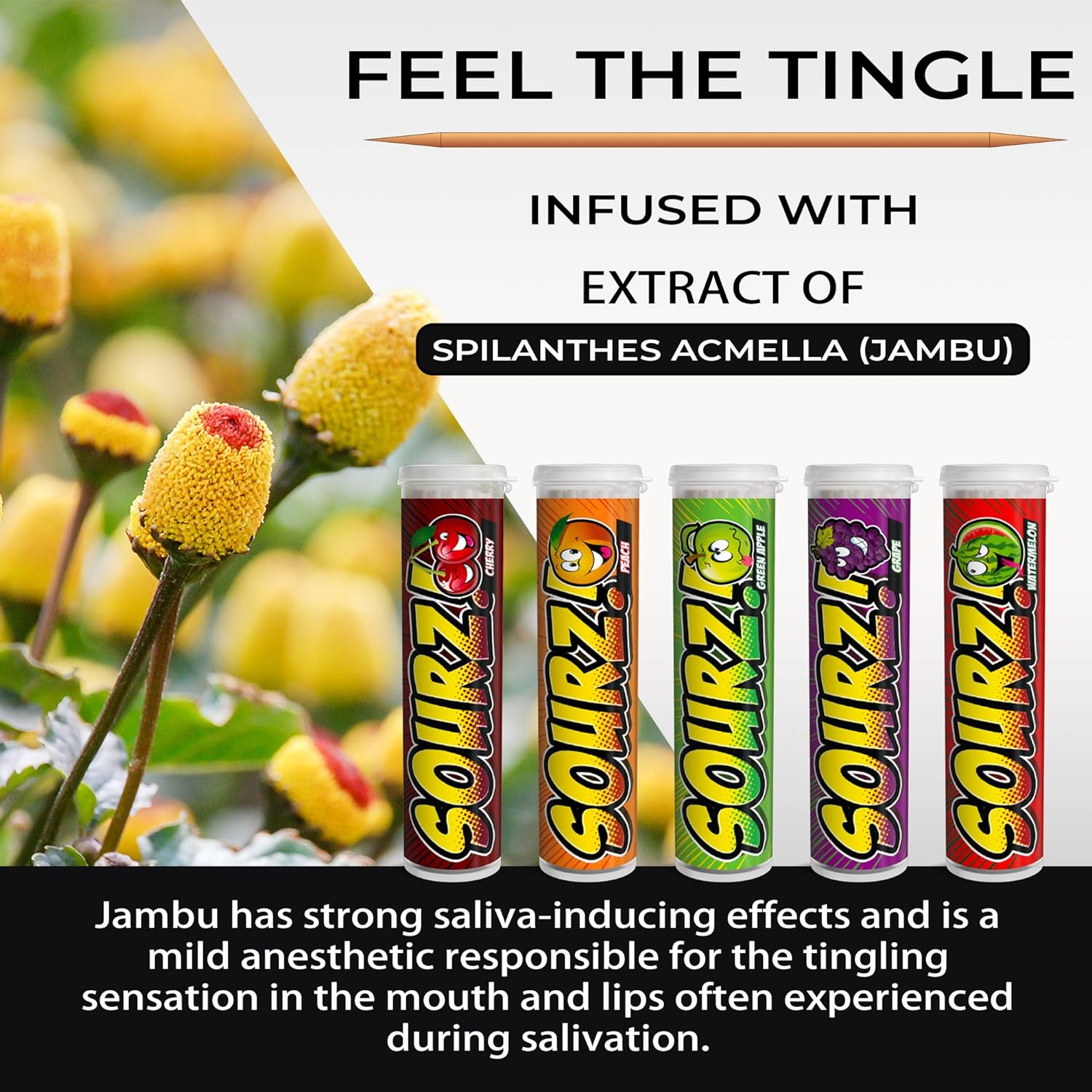 Xero Picks - Sourz Infused Flavored Toothpicks for Long Lasting Fresh Breath - 100 Picks - 5 Pack - Variety Pack image number 1