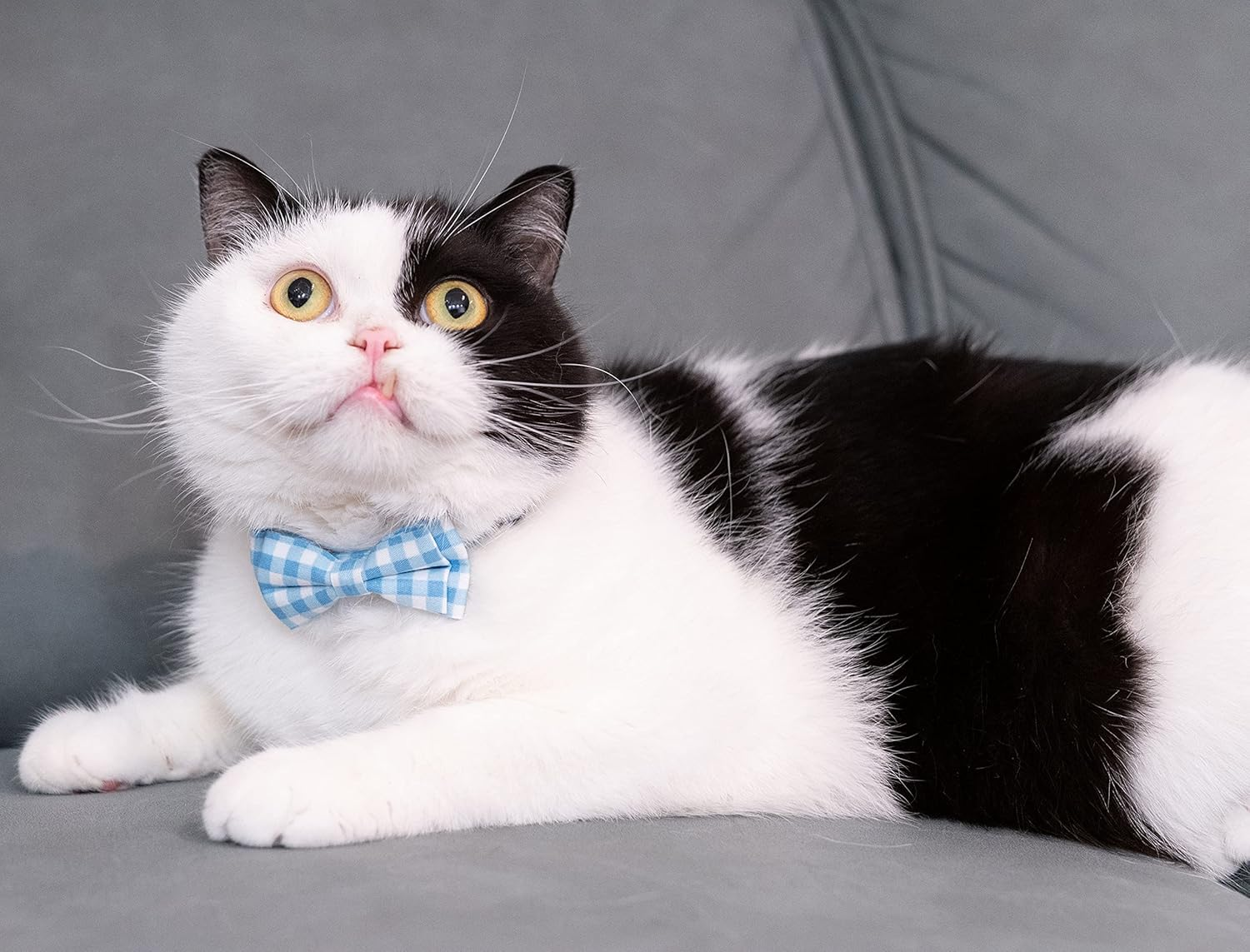 Gyapet Cat Collar Breakaway with Bell Boy Girl Kitten Bow Tie Safety Plaid Solid Color Set Cute Soft Summer [2Pcs] Blue image number 4