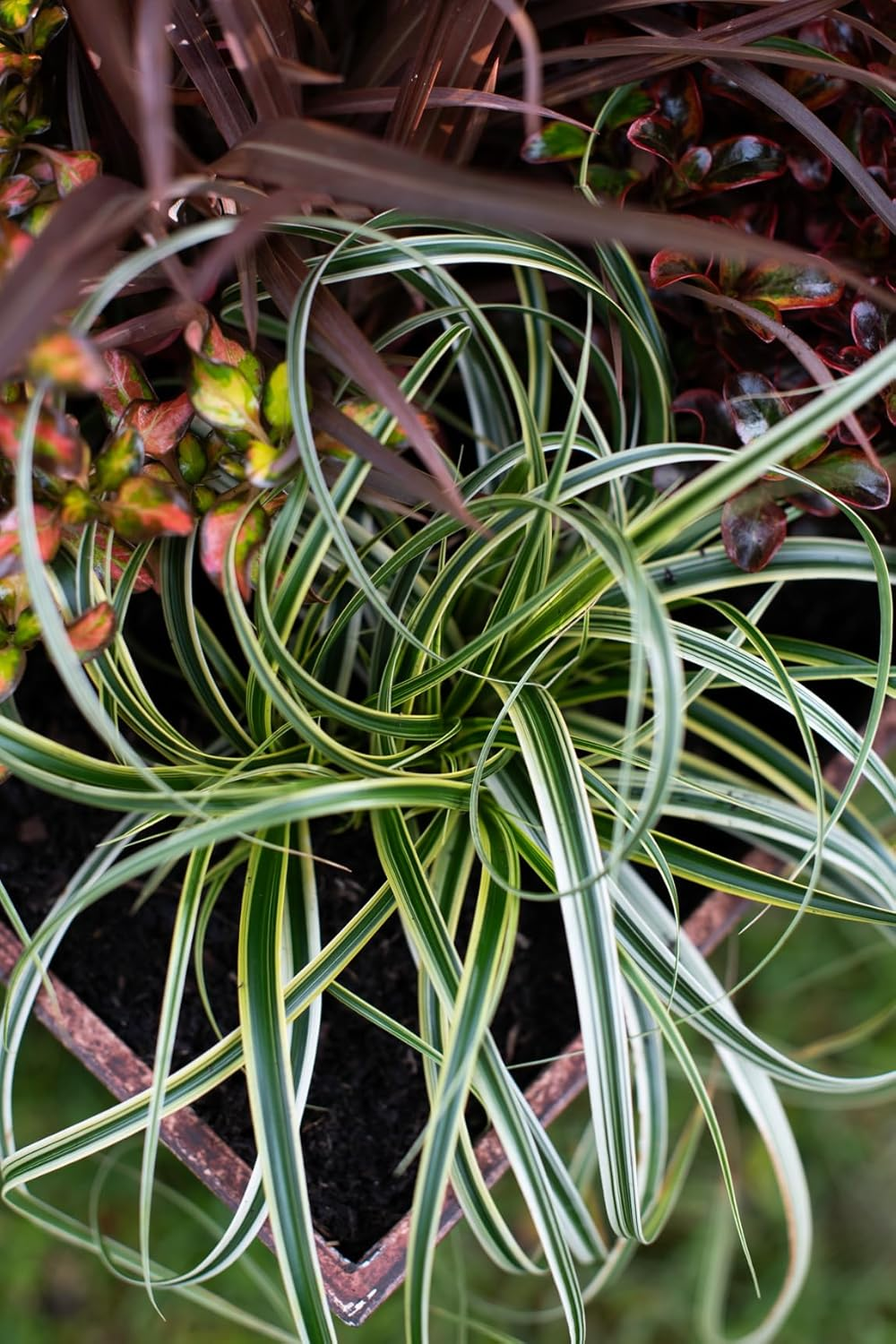 Debco Premium Potting Mix 25 Litre image number 4