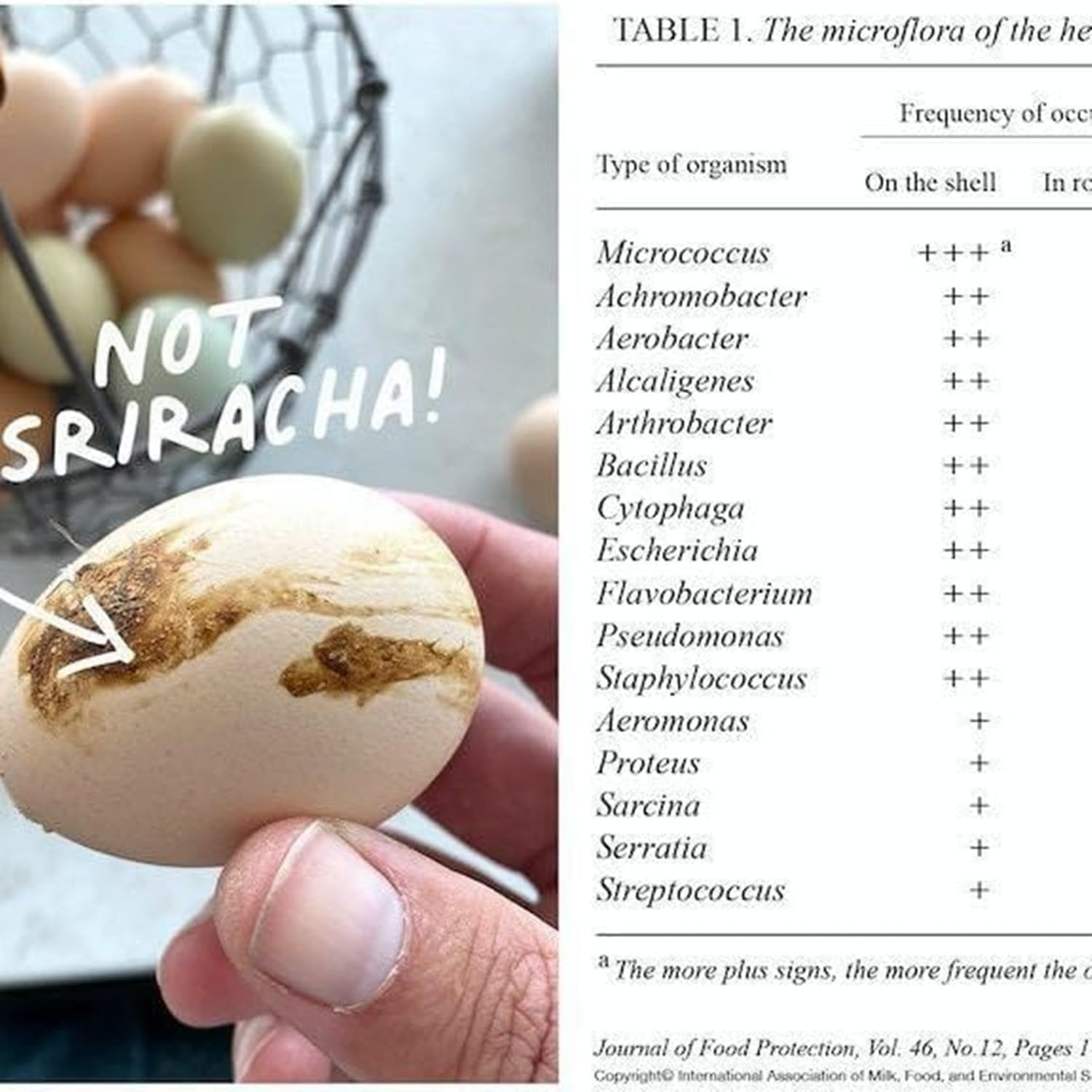 Silicone Egg Brush Cleaner with Suction Cup, Premium Fresh Egg Washer and Brush for Easy Cleaning of Farm-Fresh Eggs image number 6