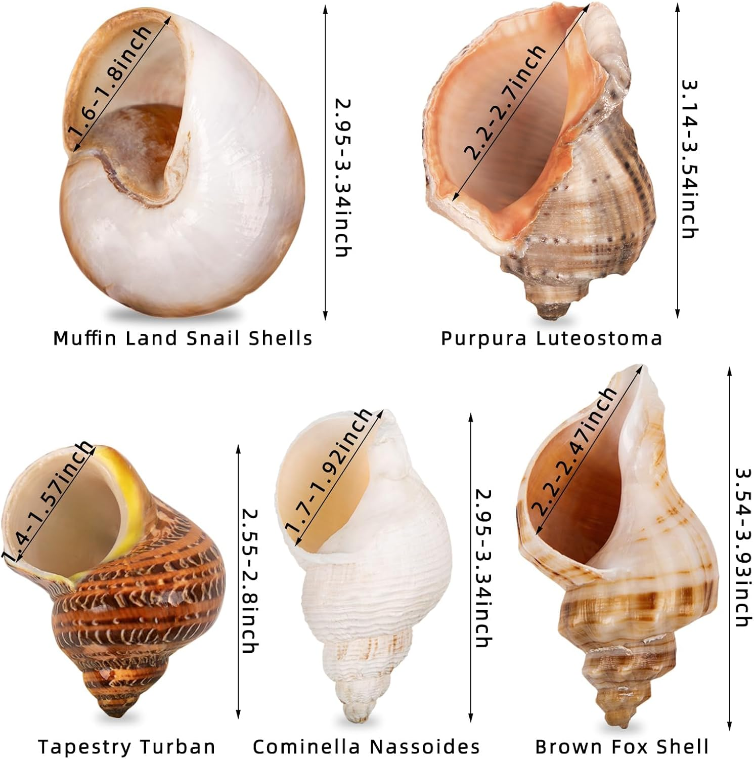 5PCS Large Hermit Crab Shells | Natural Sea Conch Size 2.8" - 3.9", Opening Size 1.5" - 2.5" | Turbo Seashells for Hermit Crab Supplies and Beach Decoration Large Sea Shell image number 5