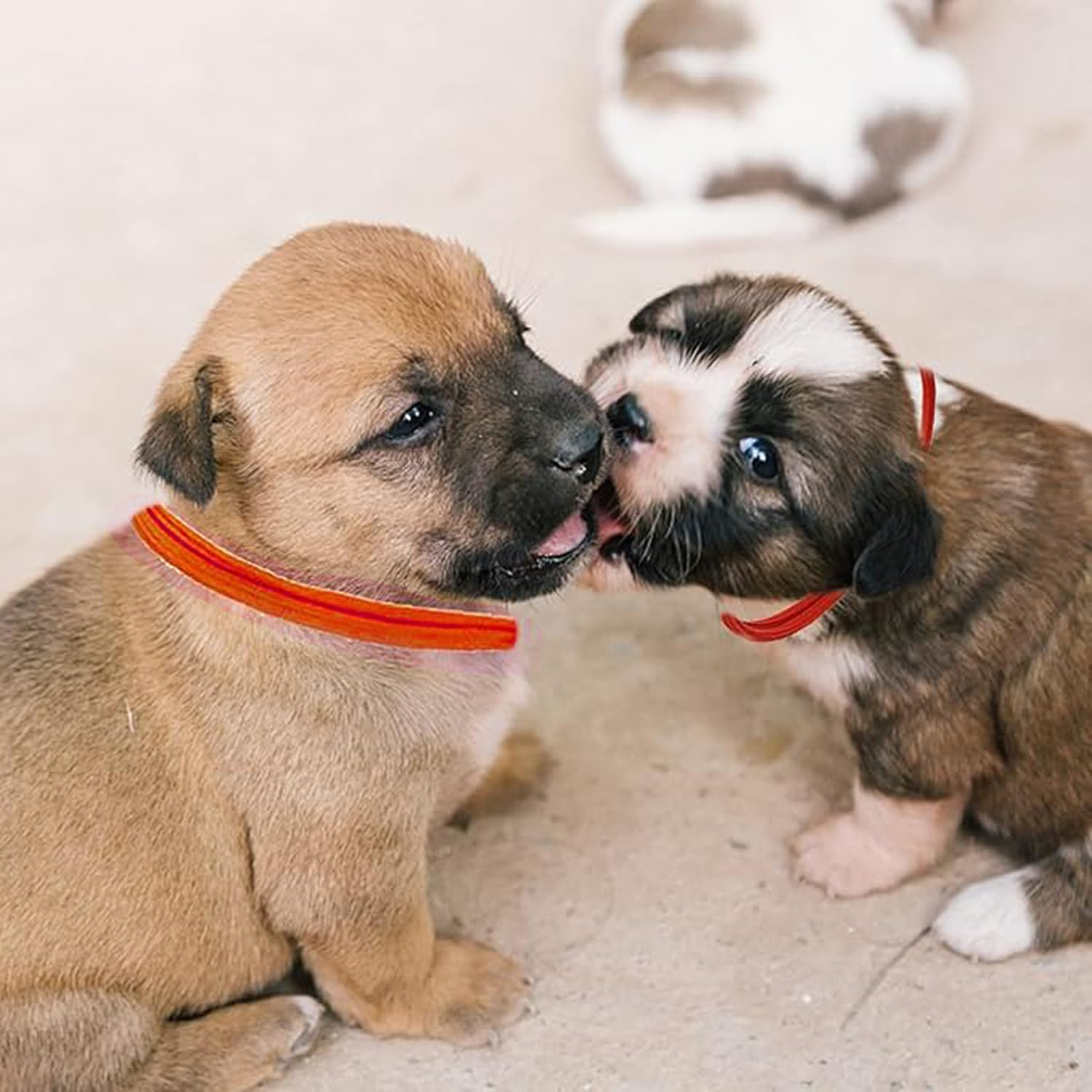 Lxcshljx 32Pcs Puppy Id Collars, Adjustable Soft Whelping Collars, 16 Colors Newborn Kitten Collars, Puppy Identification Collars Bands, Pet Pup Collars, Puppy Litter Collars for Small Dog Cats Rabbit image number 6