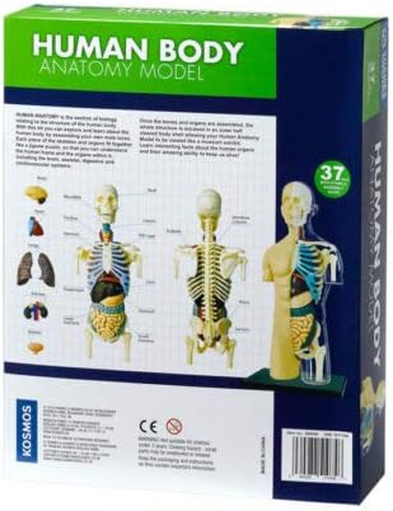 Thames & Kosmos 260830 Anatomy Model, 37 Parts with Stand and Guide Book, Build Your Own Human Body, Nature Discovery Range, Ages 8 to Adult, Multi image number 5