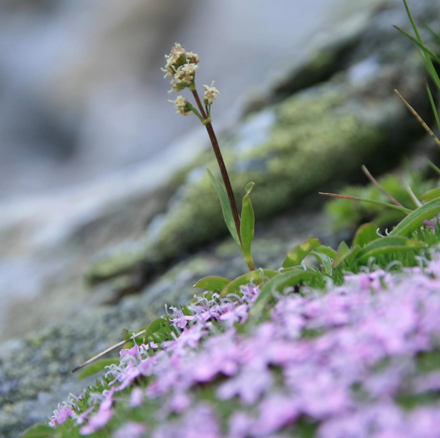 Speick Men Active Shaving Soap in a Jar, 150 Grams image number 2