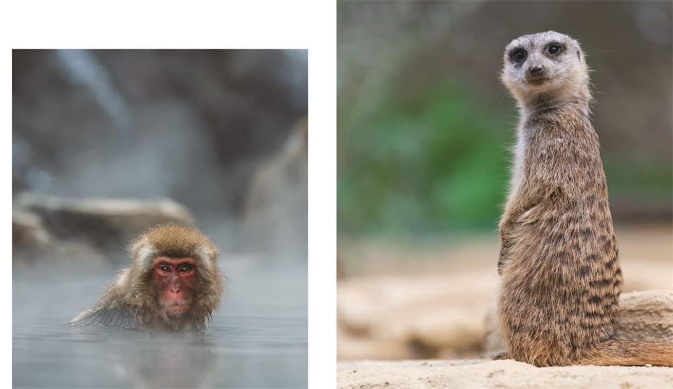 This Book Is Literally Just Pictures of Animals Silently Judging You image number 6