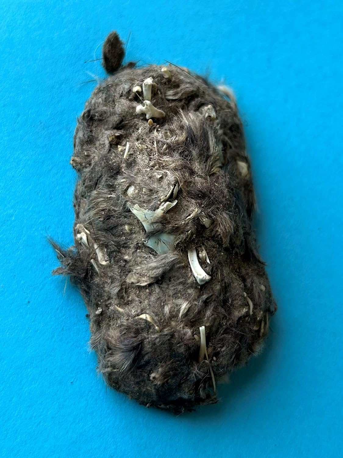 Extra Large Barn Owl Pellets, Pack of 15, with Bone Sorting Sheet image number 4