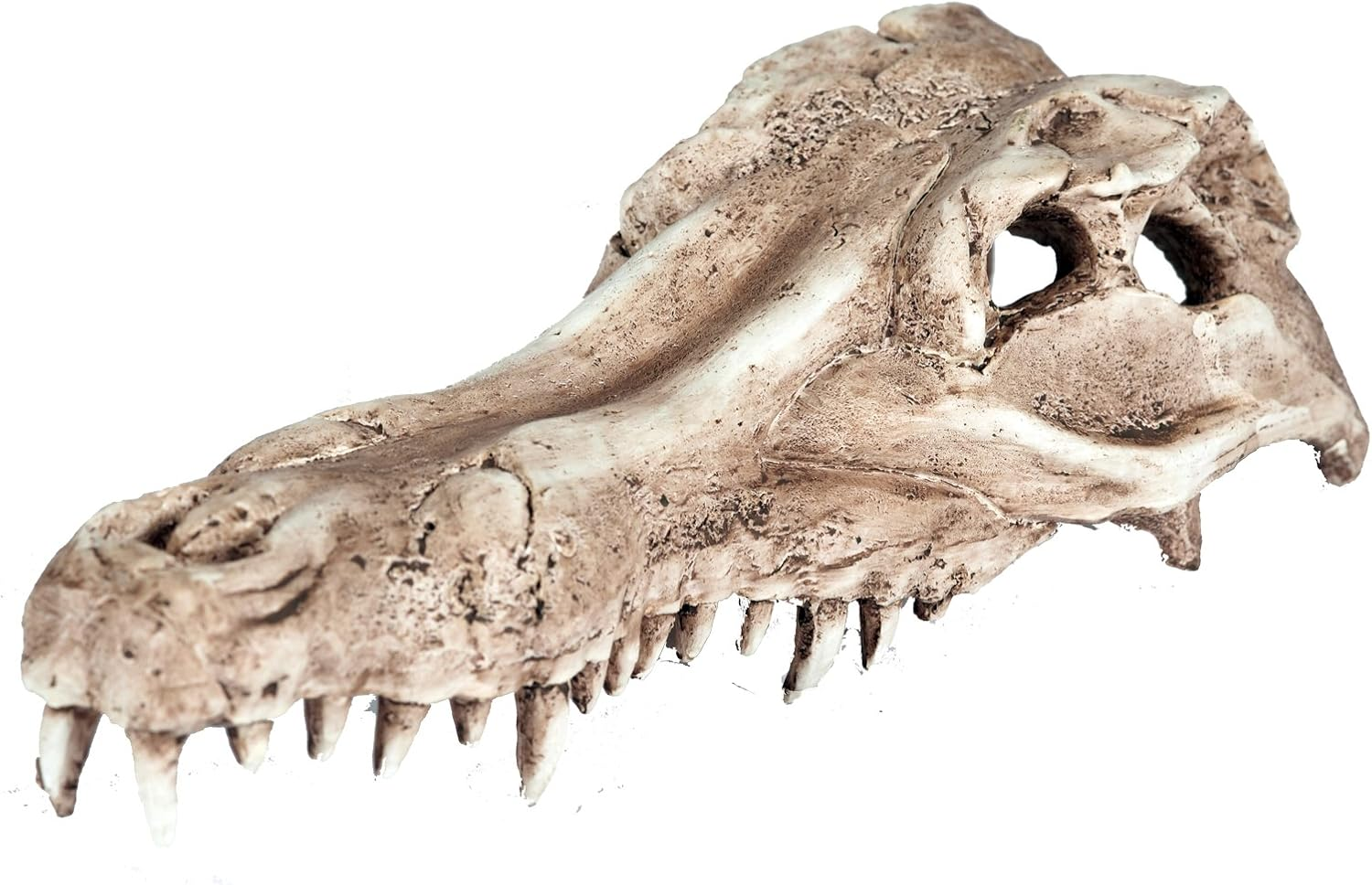 Pet Ting Alligator Skull Aquatic Ornament - Aquarium Decoration - Vivarium Decoration image number 2