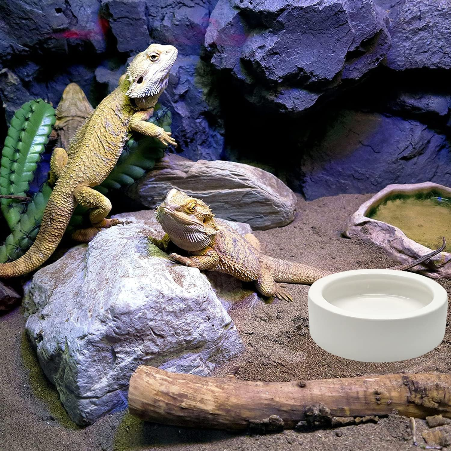 Ihomeset 3 Pcs Reptile Food Bowl with Feeding Tongs, Ceramic Water Feeder Bowl for Lizard Anoles Bearded Dragons Crested Gecko Hermit Crabs Triangular, White, 2.7 Inch image number 1
