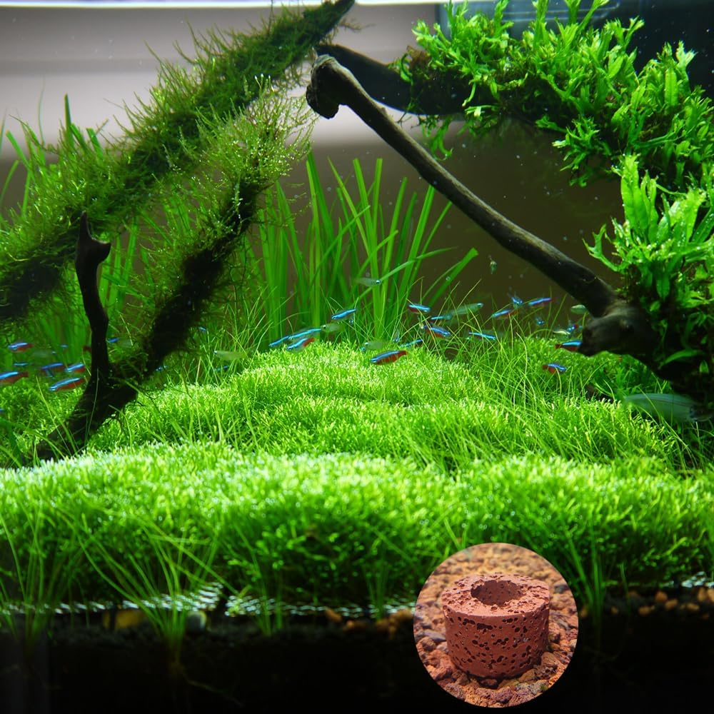 6 Pcs Aquatic Water Plant Fixed Rings, Aquarium Landscape Ceramic Pottery Plant Pot Gravity Ring for Fish Tank Accessories (Medium Sized) image number 3