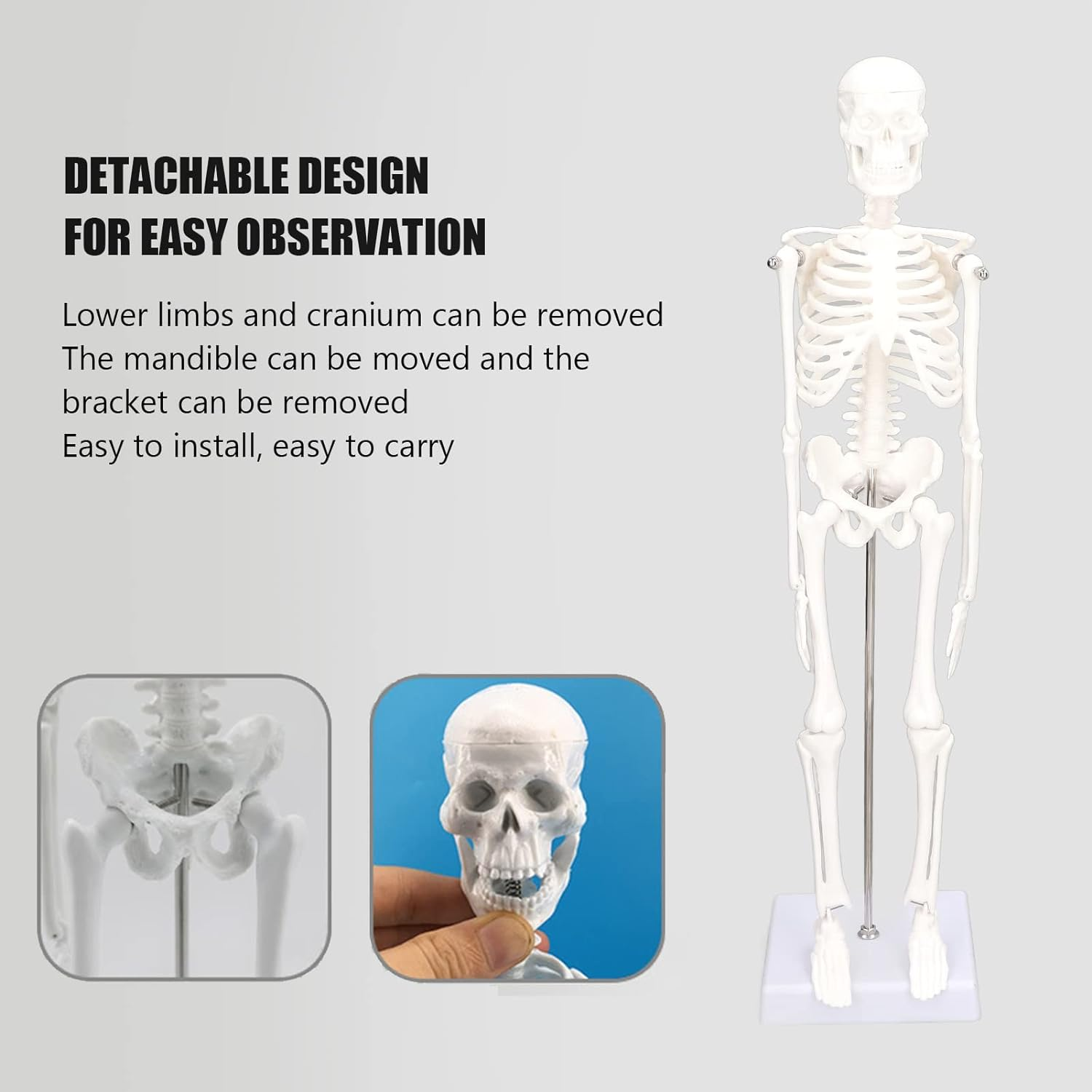 Lifelike Human Skeleton Model, 17.71In Movable Joints Detachable Mini Human Skeleton Model Human Bone Structure with Metal Stand for Halloween Decoration Classroom Artists Science Lab image number 6