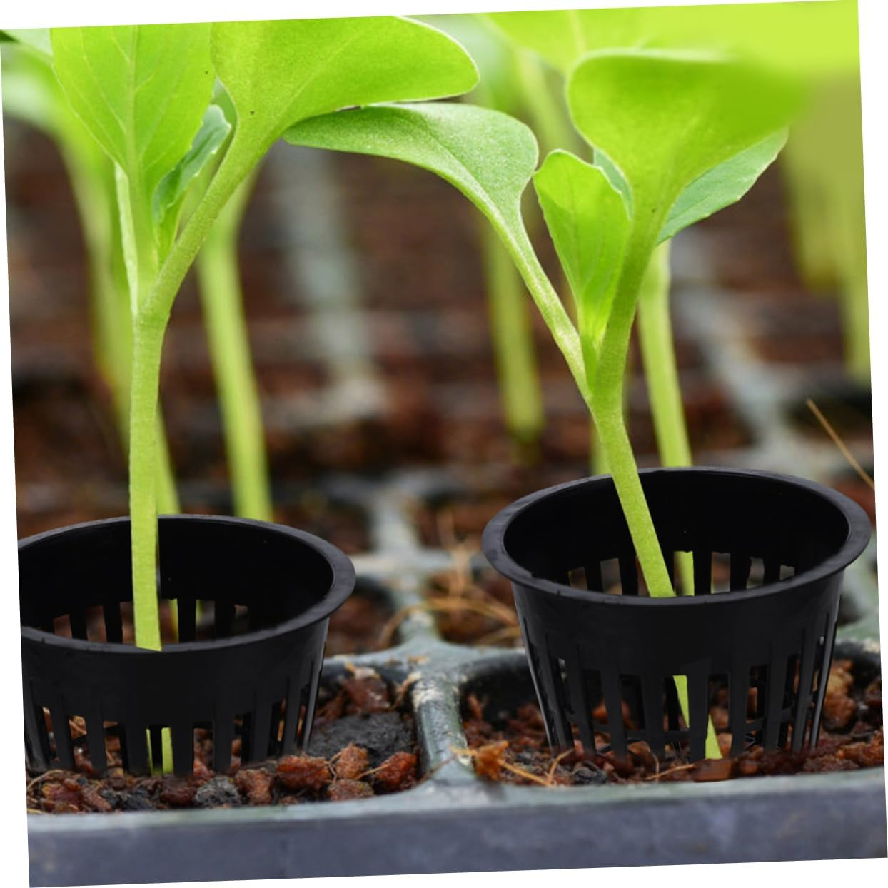 Gogogmee 5Pcs Mesh Hydroponic Planting Baskets Slotted Cups for Indoor Outdoor Gardening image number 2