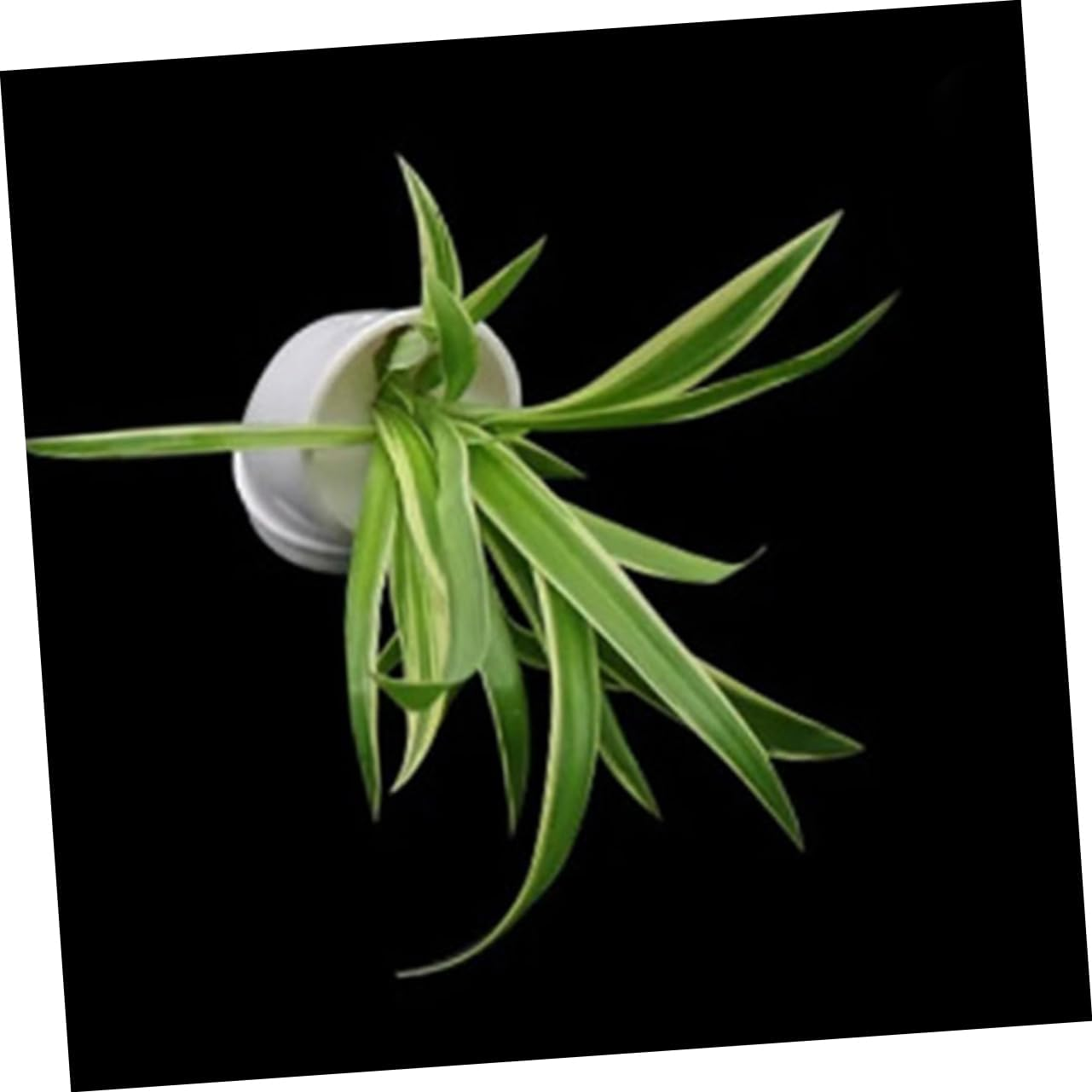 GAROZATION 10Pcs Hydroponic Tower Nursery Cups Mesh Plastic Planting Cups for Indoor and Outdoor Soil-Free Gardening with 38Mm Hole Diameter Suitable for Seedlings and Small Orchids image number 3