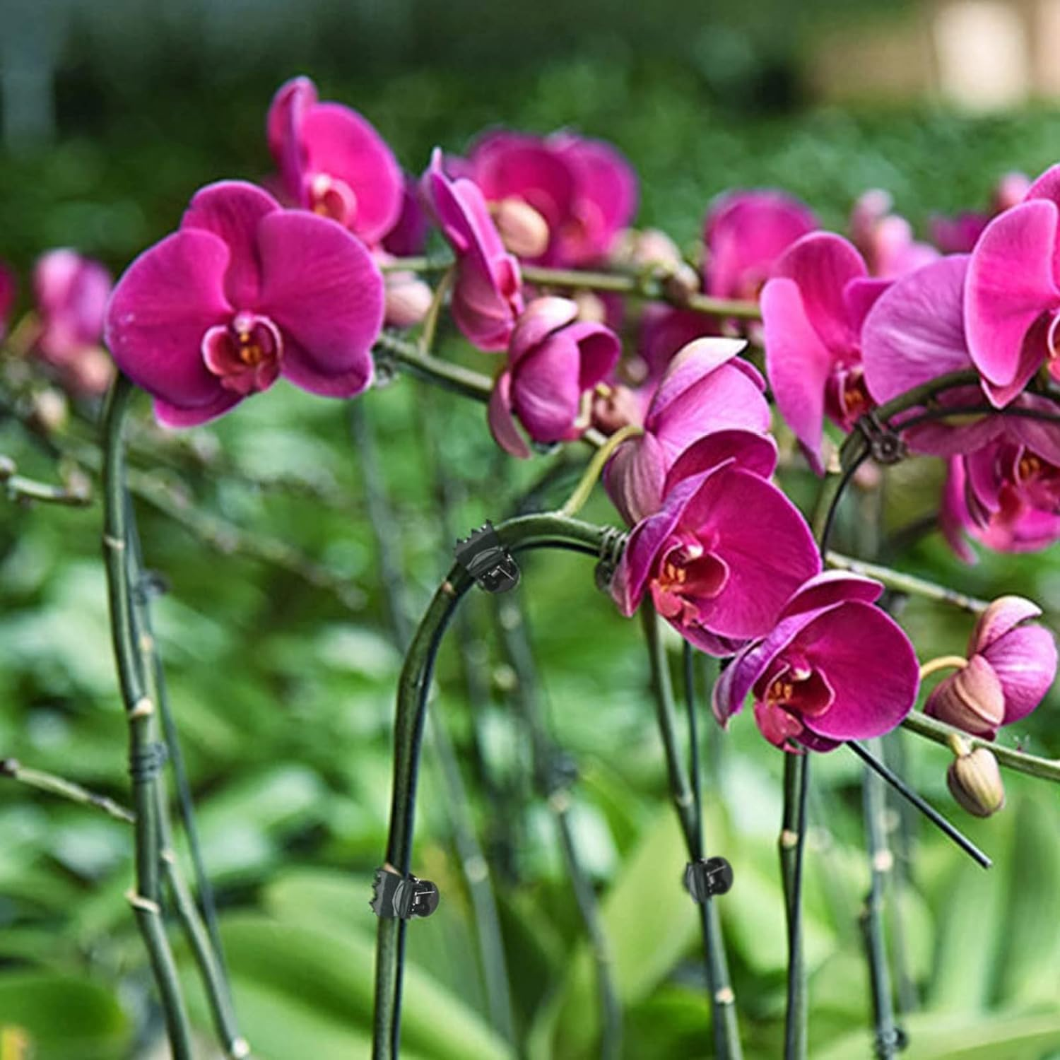 Accencyc 100 Pcs Plant Clips Orchid Clips Plants Orchid Support Clips Flower Vine Clips for Supporting Stems Vines Stalks Climbing Plant Grow Upright image number 3