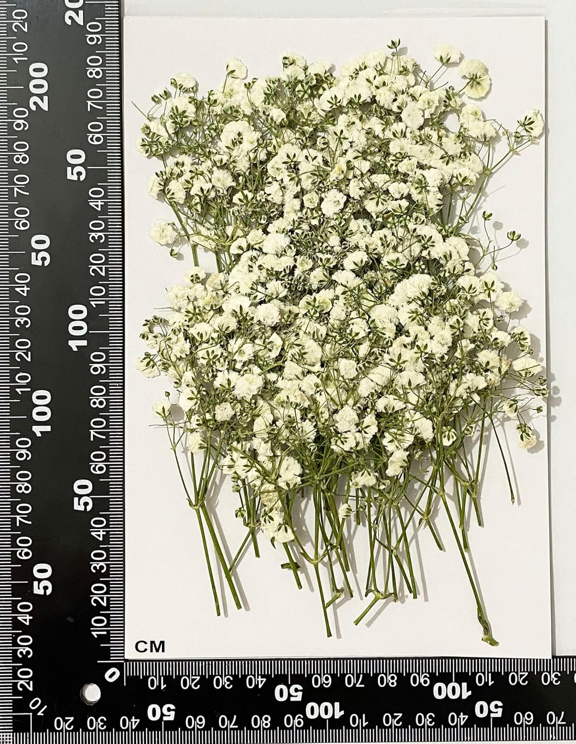 UOKWIWI 50 Pcs White Baby'S Breath Real Natural Dried Pressed Flowers for Resin Art Craft DIY Making Wedding Card Home Party Decor image number 2