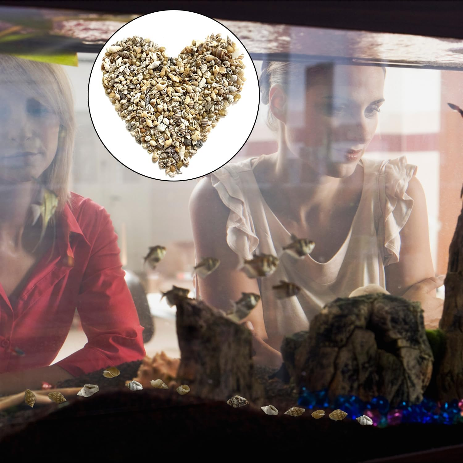 BEZANU Sea Shells, 500 PCS Mixed Spiral Seashells for Art Craft, Vase Filler, Home Decor, Fish Tank Accessories, Wedding Decor (Bulk) image number 2