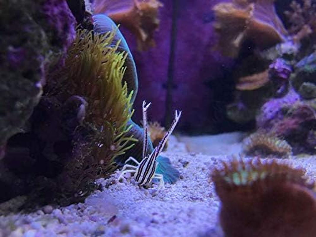 Seachem Hypersorb Bagged (SC155) image number 4