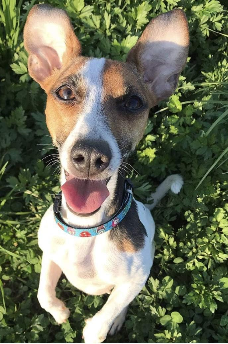 Max & Molly M&M Smart ID Dog Collar Original Gear Little Monster, X-Small image number 5