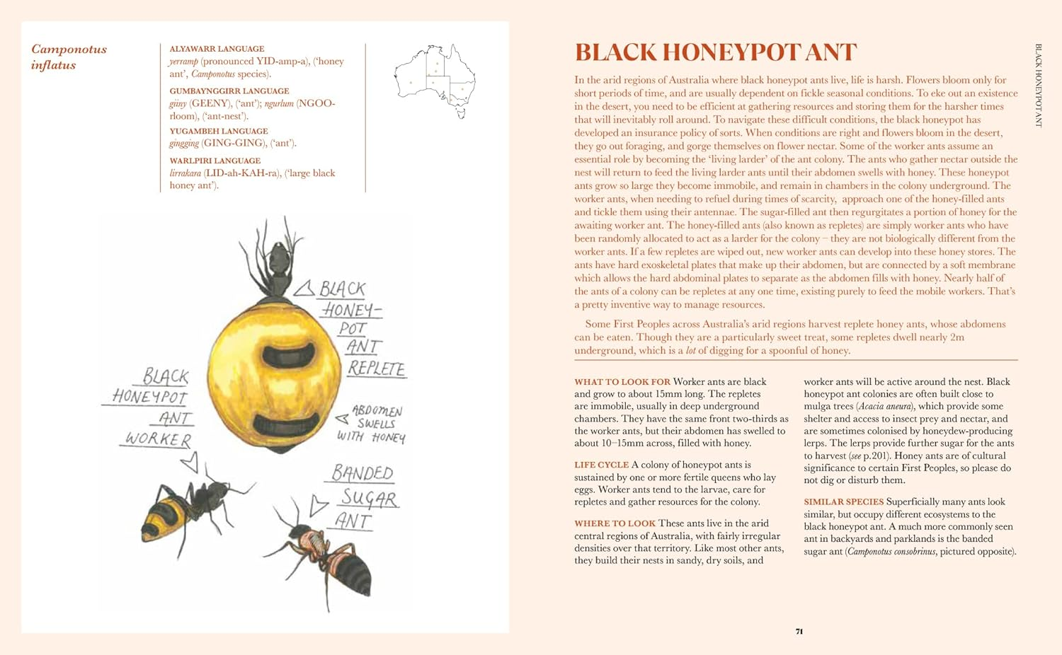 100 Australian Butterflies, Bees, Beetles & Bugs image number 3