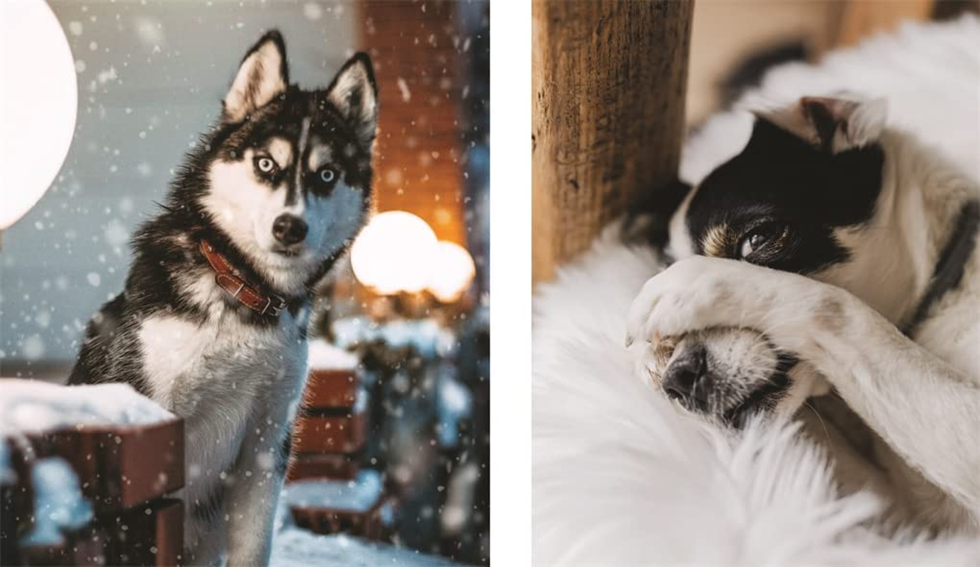 This Book Is Literally Just Pictures of Animals Silently Judging You image number 2