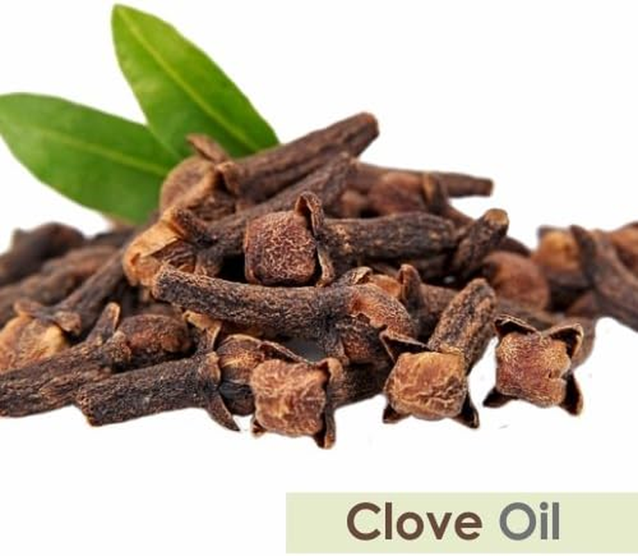 Salvia Clove Oil - 100 Ml / 3.38 Fl Oz | Steam-Distilled Oil for Aroma, DIY Blends & Home Use image number 1