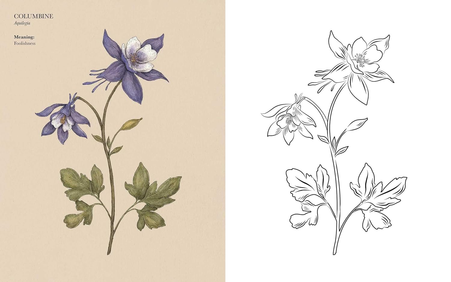 Floriography Coloring Book image number 5