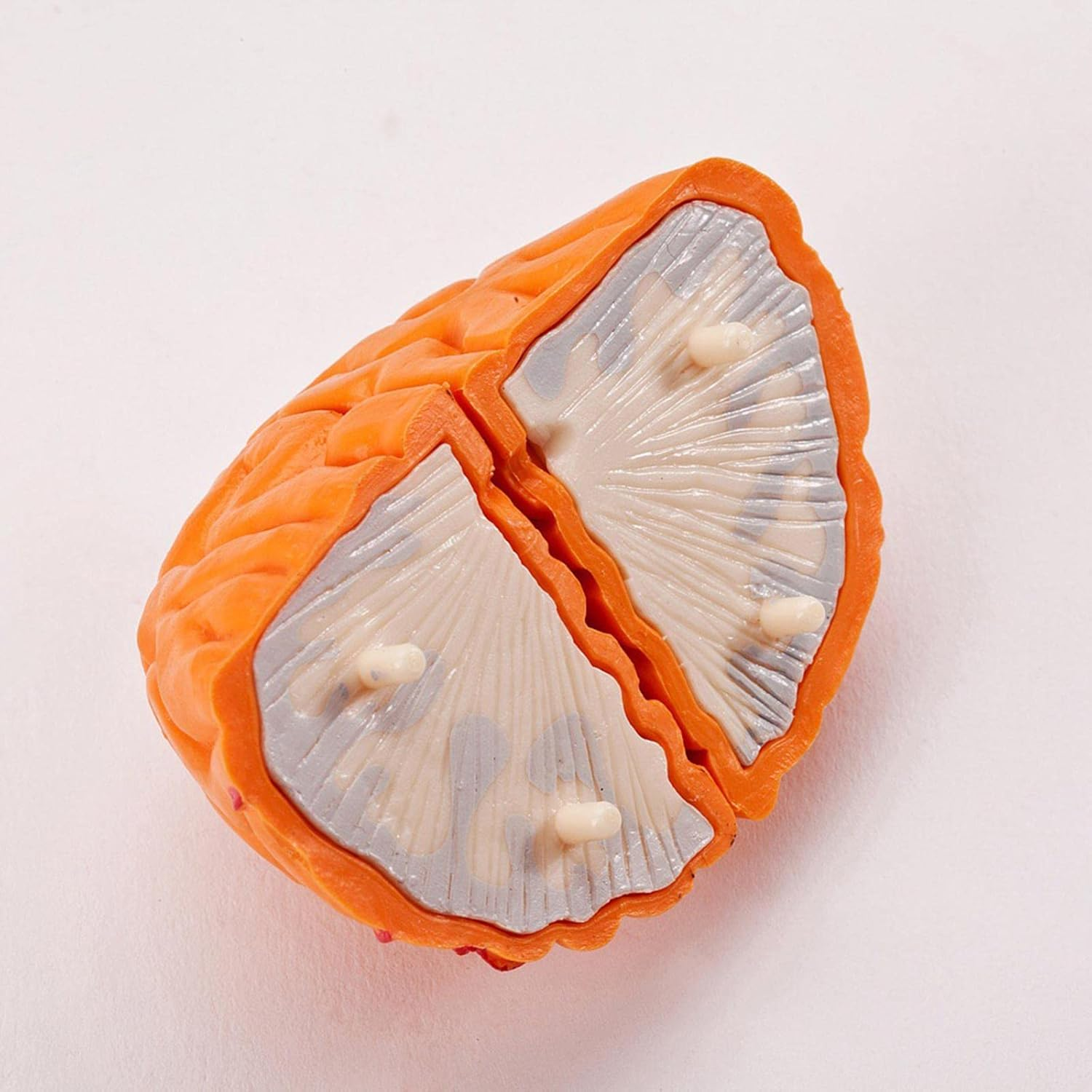 Kokiya Human Brain Disassembled Brain Model, Anatomically Correct, Multifunctional Teaching Tool, Includes Model, Rack, Manual, Booklet, Study Card, Suitable for Child, Teen, Adult image number 3