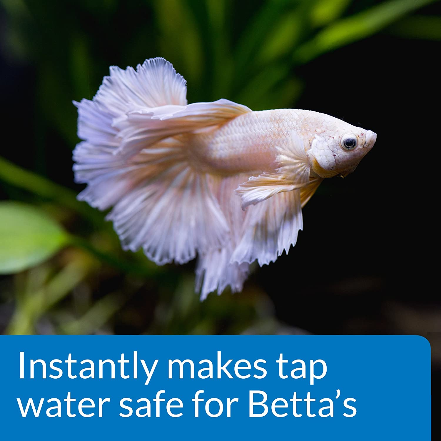 API Betta Water Conditioner, 50 Ml, (Pack of 1) image number 4