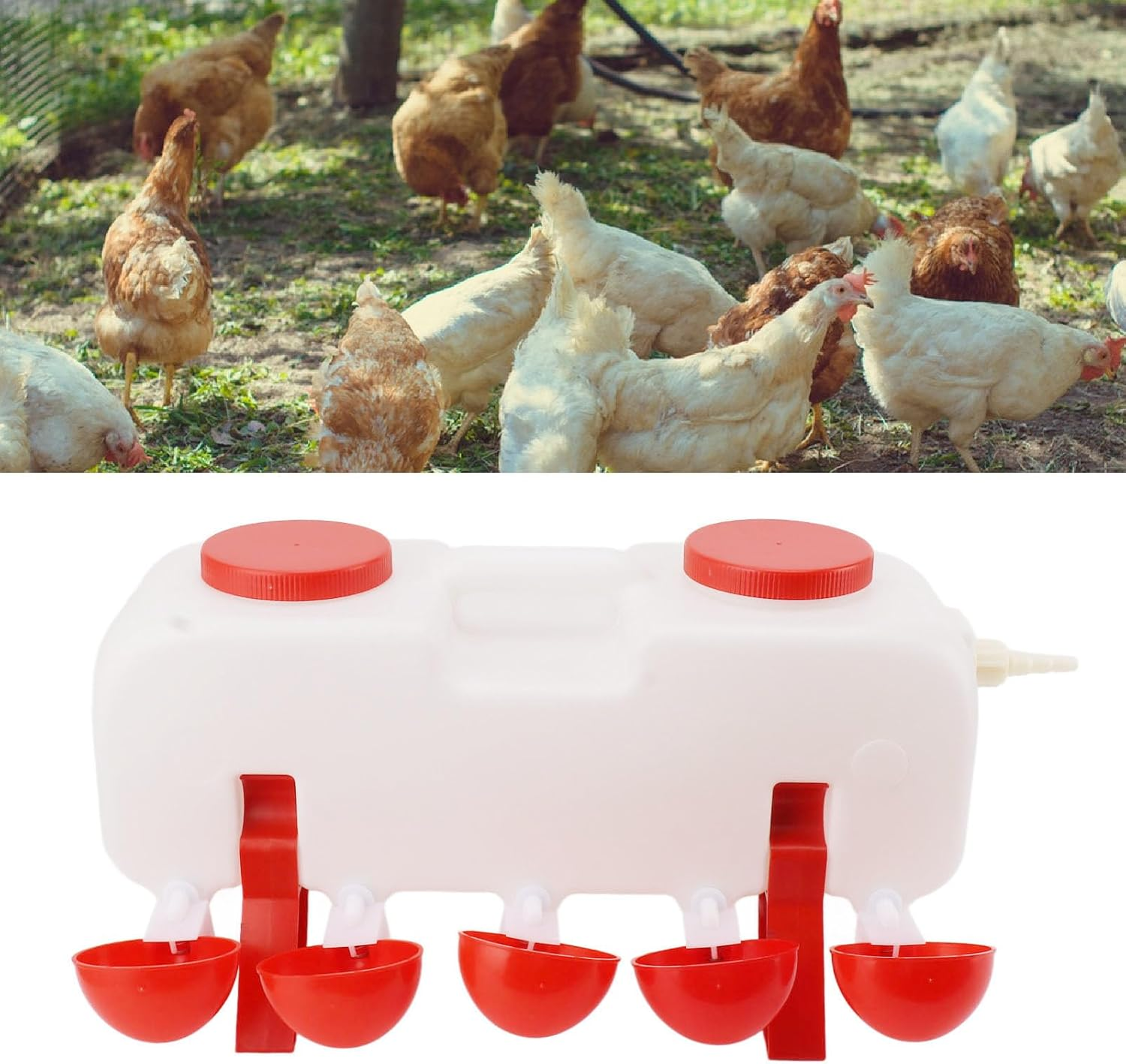 Chicken Waterer, 10L Large Capacity Chicken Water Feeder with 10 Water Cups, Neatly Arranged Bracket for Poultry Drinking Cups, for Chicken, Duck, Goose image number 4