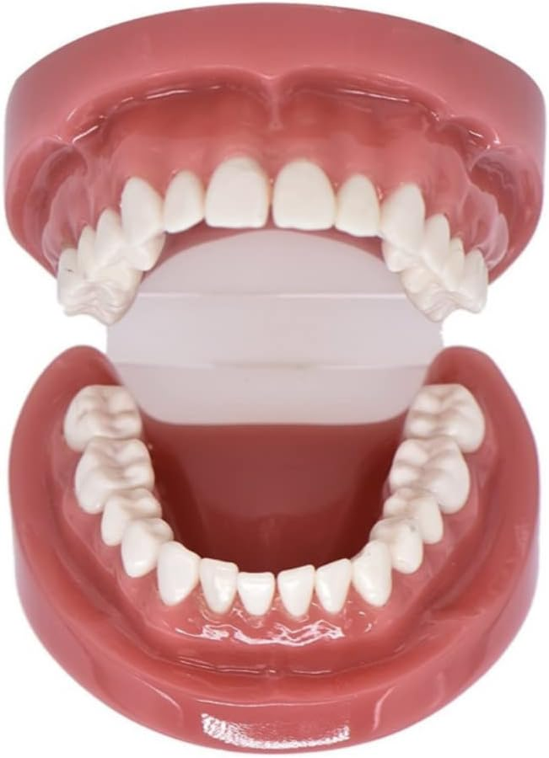Dental Model Typodont Tooth Model 1:1 Brushing Flossing Practice Teeth Mode Gingiva Visible Anatomic Demonstration for Study Adult Standard Teaching Model image number 3
