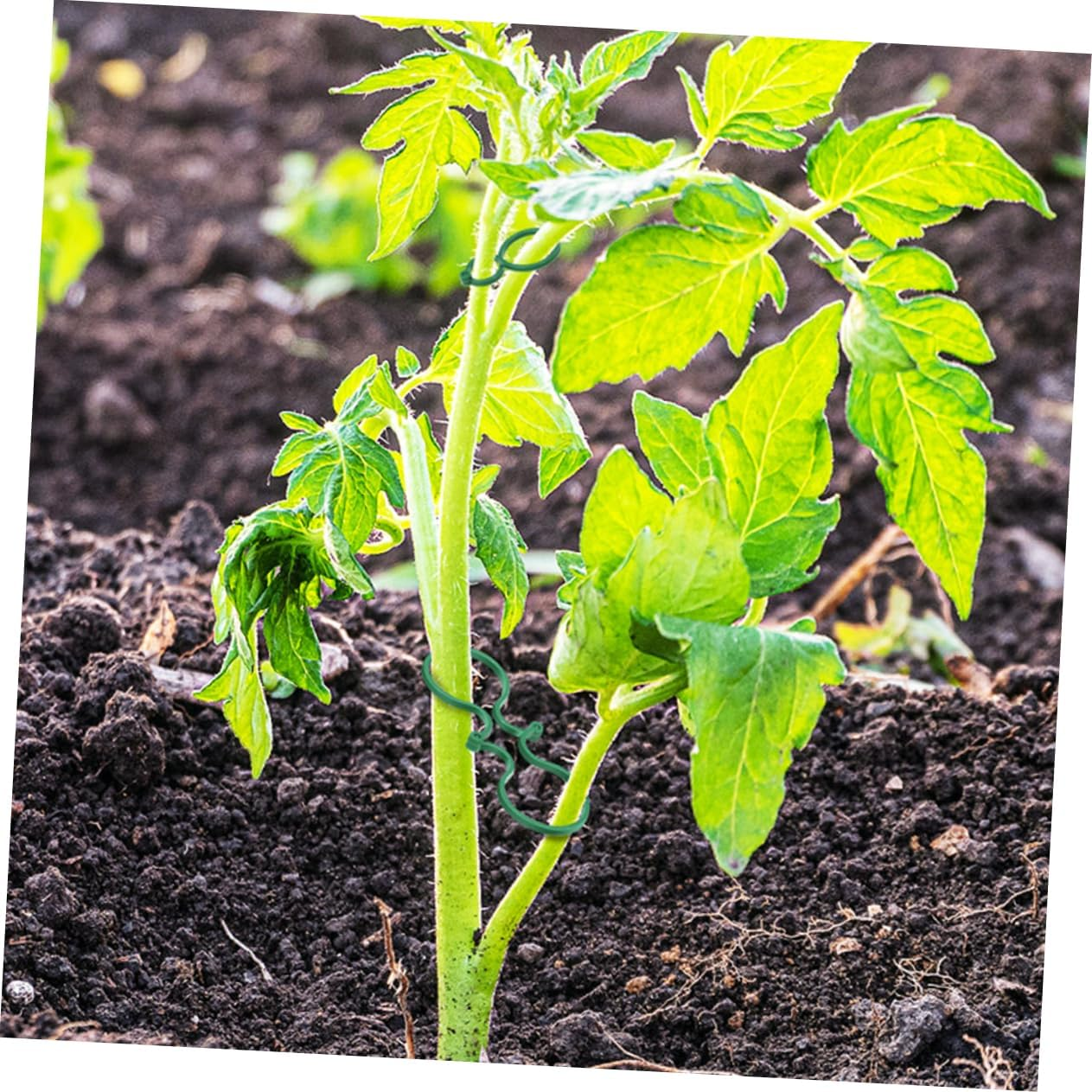 IWOWHERO 100Pcs Tomato Trellis Clips Lightweight Plant Support Clips Secured for Gardening Plant Climbing Wall Fixtures Green image number 5