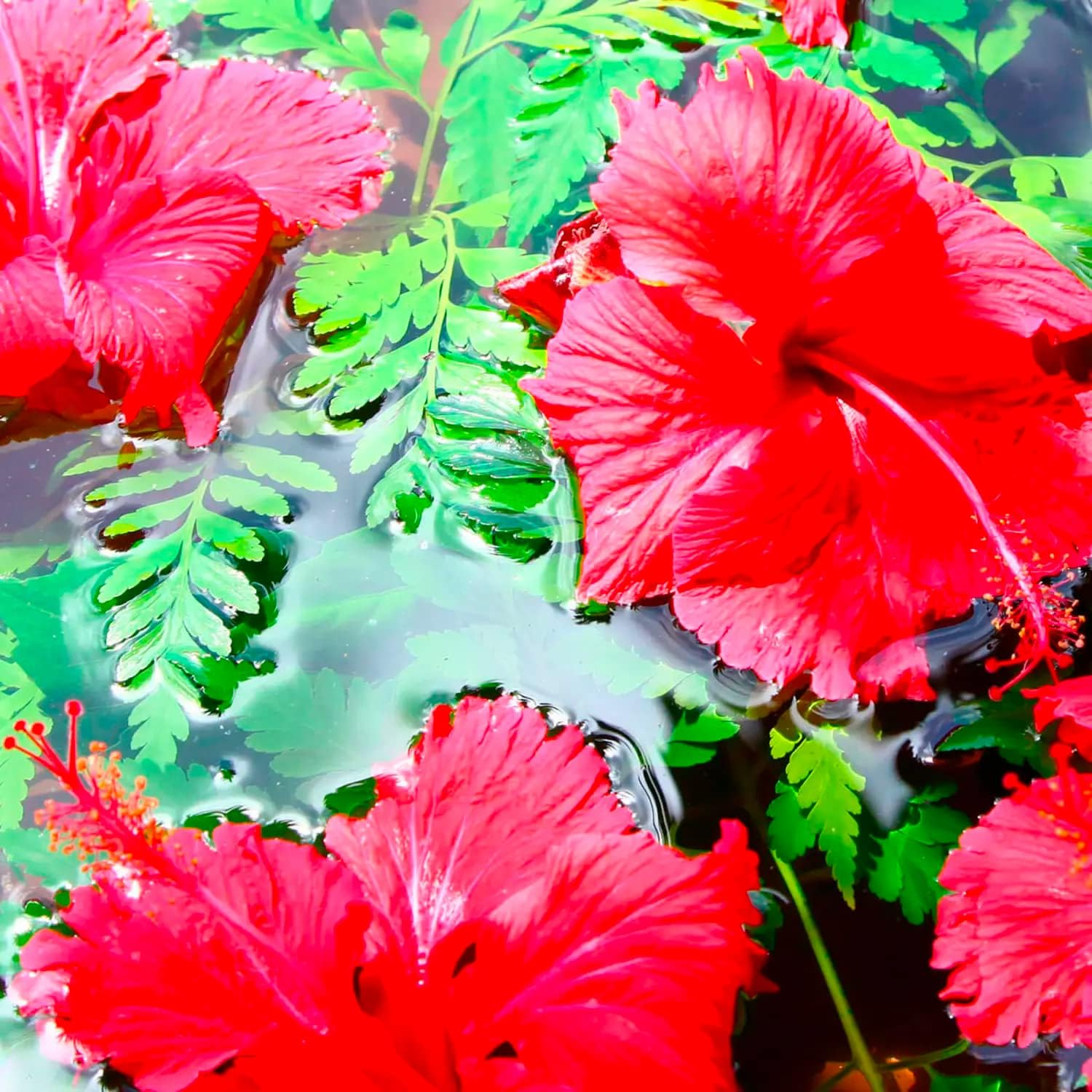 Maui Moisture Hydration & Hibiscus Water Shampoo 385Ml and Conditioner for All Hair Types - Pack of 2 image number 2