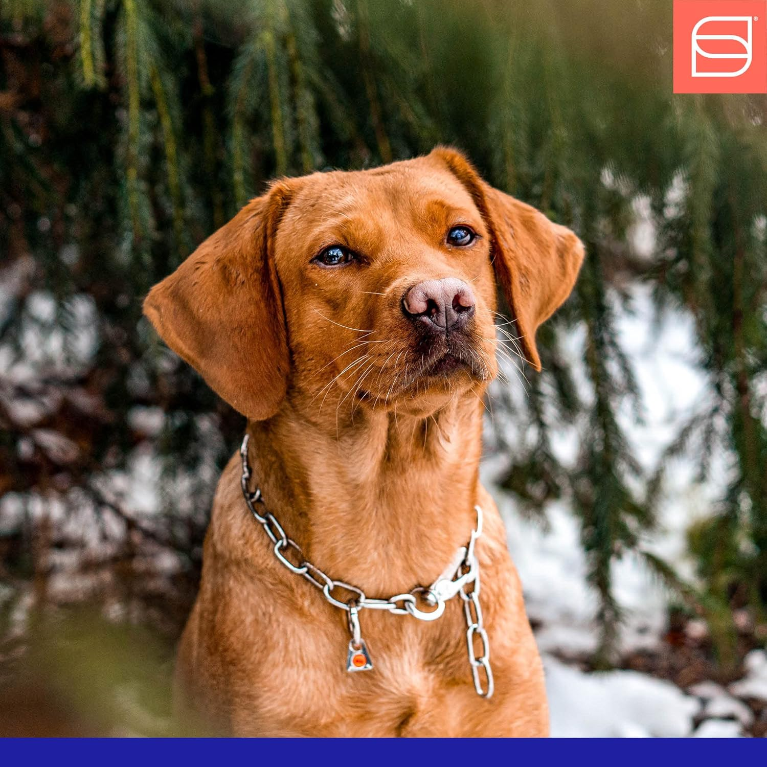 Sprenger Chain Collar Medium with 1 Ring and 1 Snap Hook Stainless Steel 3 Mm for Dogs up to 55 Kg (60 Cm) image number 1