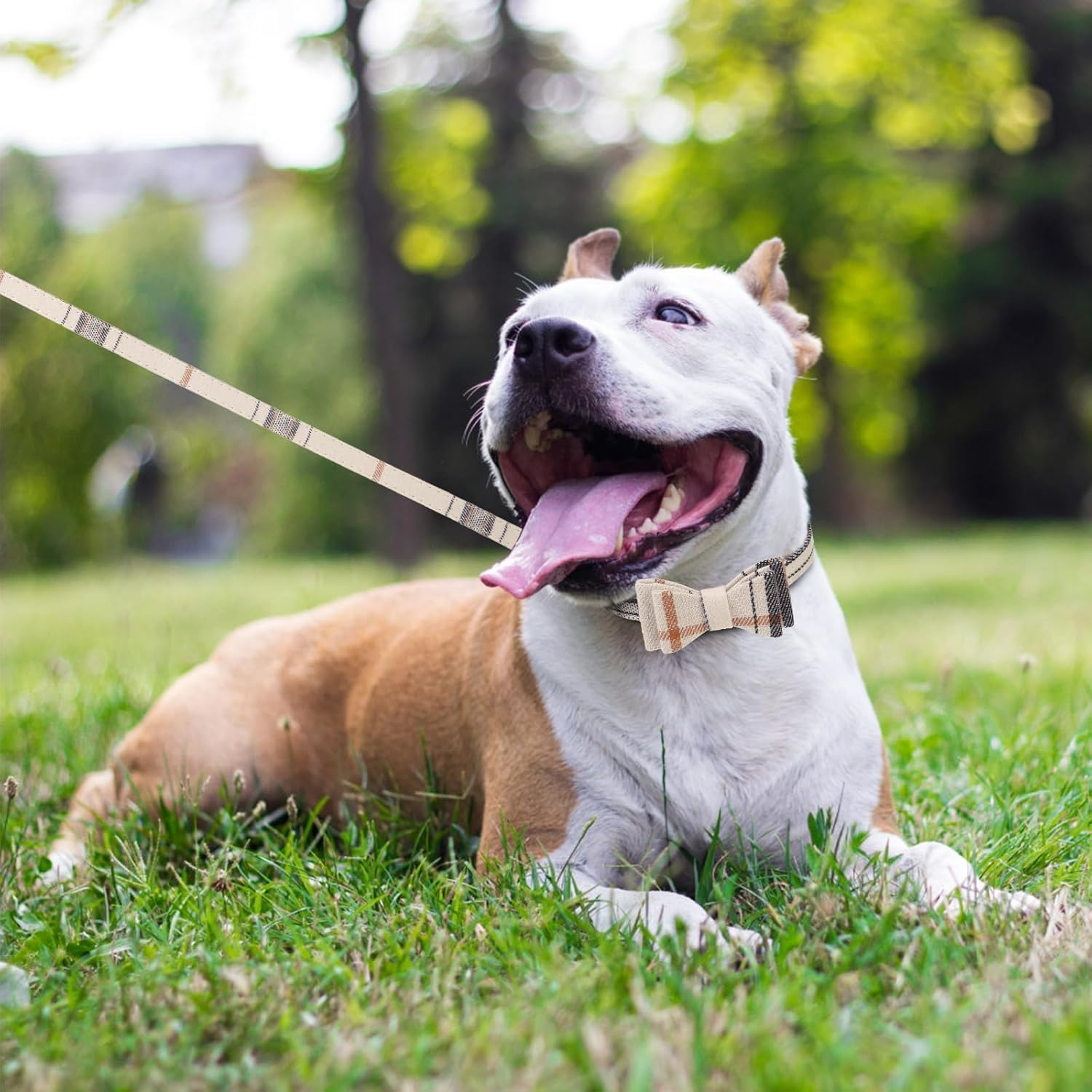 KOOLTAIL Small Dog Collar and Leash Set with Bowtie and Bells - Puppy Collar and Leash for Female/Male with Classic Plaid Matching Pattern, Soft Leather Leashes for Small Dogs Boys Girls, Shirt Plaid image number 1