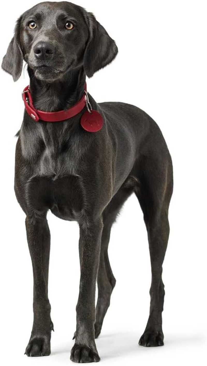 HUNTER Aalborg Dog Collar, Colour: Dark Blue, Robust and Durable Leather, Strong Greasing, Ideal for Dog Sports and Everyday Life, with Leather Pendant, Made in Germany, Size: 32 image number 4