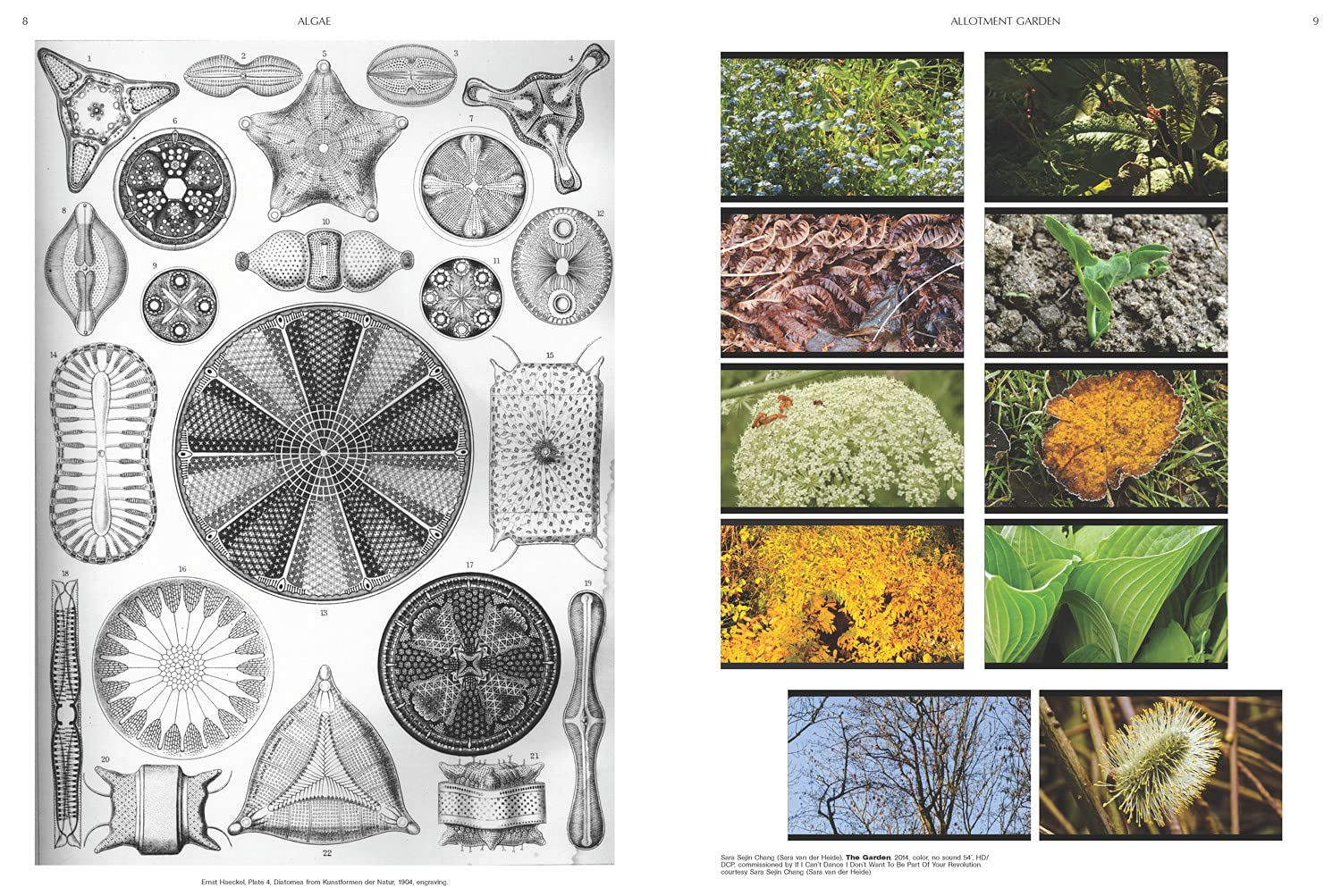 On the Necessity of Gardening: an ABC of Art, Botany and Cultivation image number 3