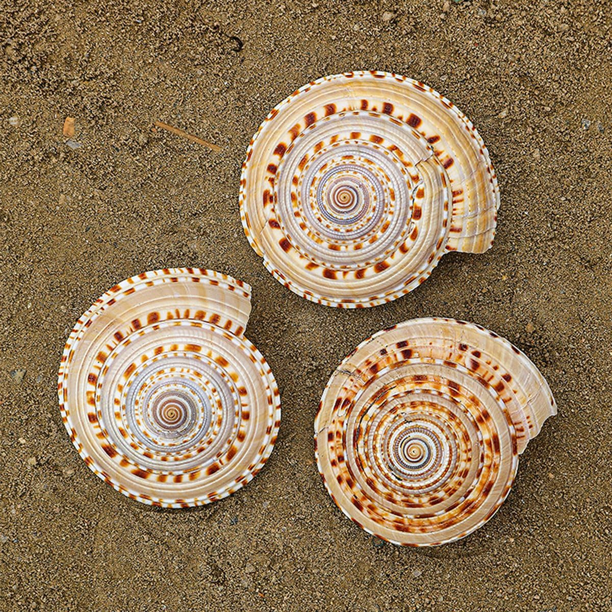 Shells,Conch Shell, Shells Natural Conch 6-7Cm Perfect for Wedding Decor Beach Theme Party, Home Decorations,Diy Crafts, Fish Tank and Shell Collectors image number 2